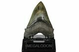 Fossil Megalodon Tooth - South Carolina #178805-2